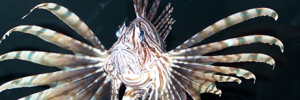 Pterois, Ryba