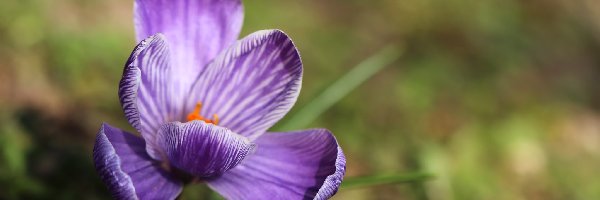 Krokus, Wiosna, Kwiat, Fioletowy