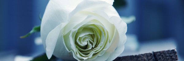Róża, Biała, Piękna