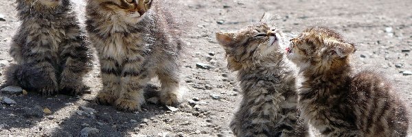 Młode, Maine coon, Koty, Cztery