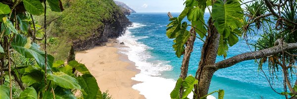 Plaża, Drzewo, Wybrzeże, Ocean