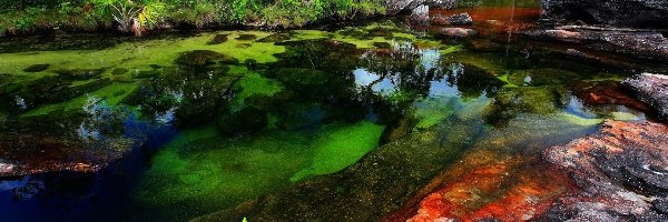 Cano Cristales, Pięciu, Rzeka, Kolumbia, Kolorów