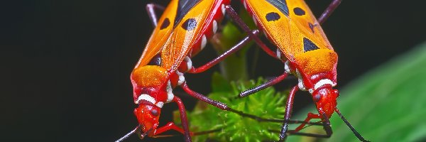 Liść, Kolory, Owady