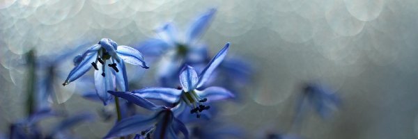 Kwiaty, Niebieskie, Cebulica Syberyjska