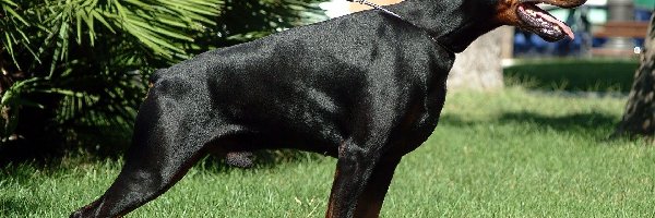 Doberman