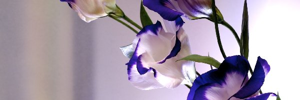 Eustoma