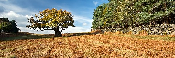 Park, Dąb, Bradgate, Leicestershire, Pole, Las