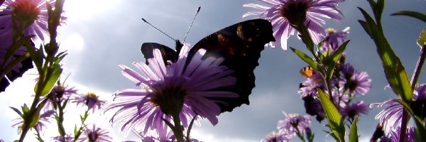 Motyl, Kwiaty