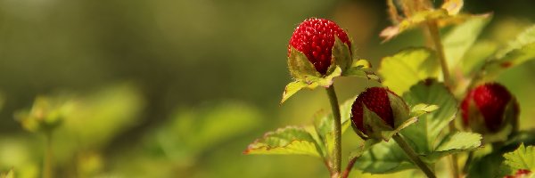 Owoc, Czerwony, Poziomkówka Indyjska