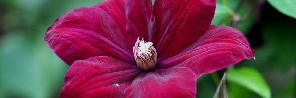 Clematis, Bordowy
