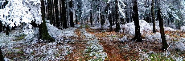 Jesień, Pierwszy, Las, Zimy, Zwiastun