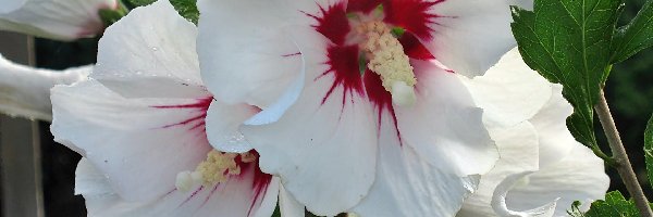 Zbliżenie, Hibiskus, Biały