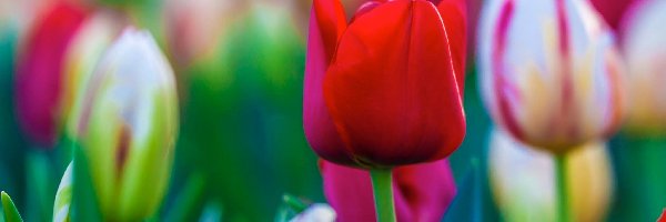 Tulipany, Kolorowe