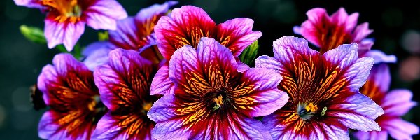 Purpurowe, Kwiaty