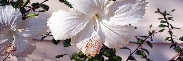 Gałązki, Hibiskus, Biały