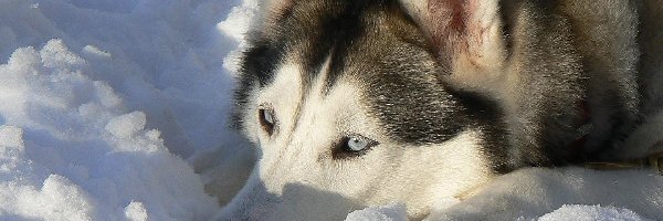 Śnieg, Siberian Husky
