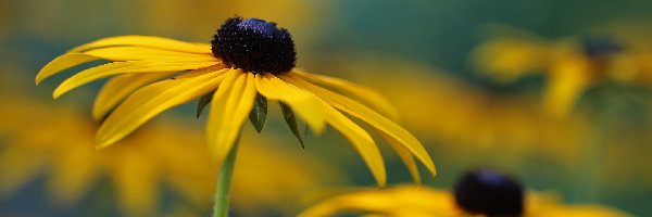 Kwiat, Żółty, Rudbekia