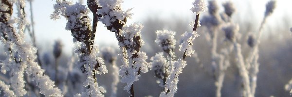 Łodygi, Rośliny, Zamrożone