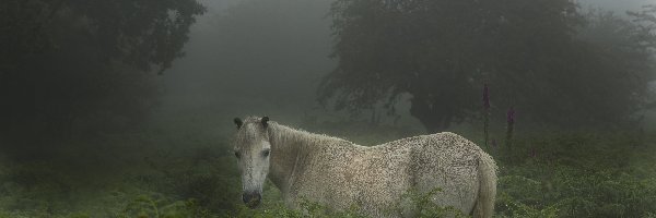 Mgła, Las, Koń