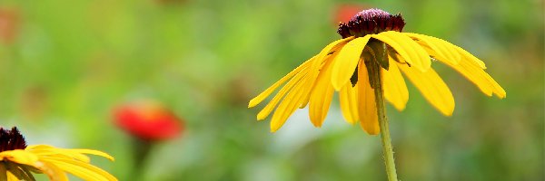 Rudbekia, Kwiaty, Żółte