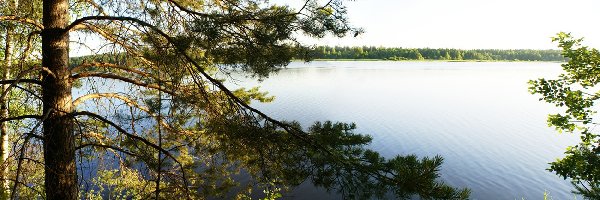 Drzewo, Jezioro, Wschód Słońca, Las