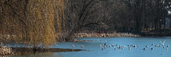 Park, Jezioro, Zamarznięte, Mewy, Drzewa