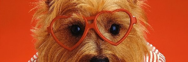 Koszulka, Yorkshire Terrier, Okulary, Pies