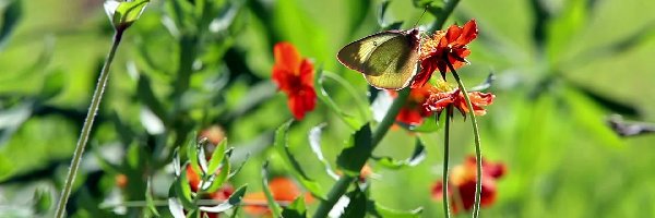 Rozmycie, Motyl, Kwiaty