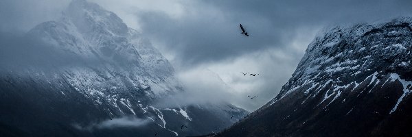 Norwegia, Skały, Zatoki, Chmury, Ptaki
