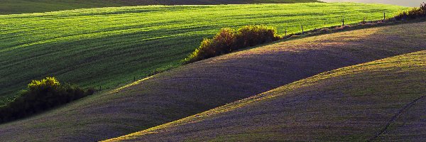 Drzewa, Zioła, Pola