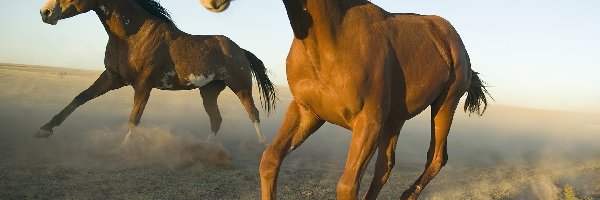 Galop, Meksyk, Kurz, Konie