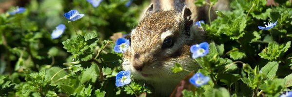 Kwiatuszki, Chipmunk