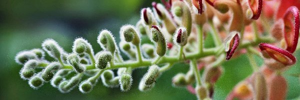 Makro, Gałązka, Roślina