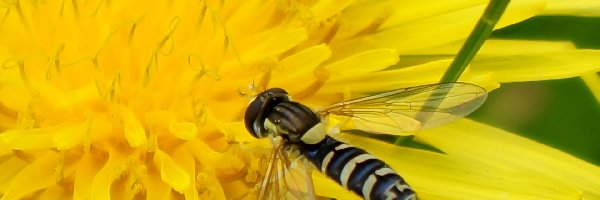 Mniszek, Kwiat, Mlecz, Makro, Żółty, Owad