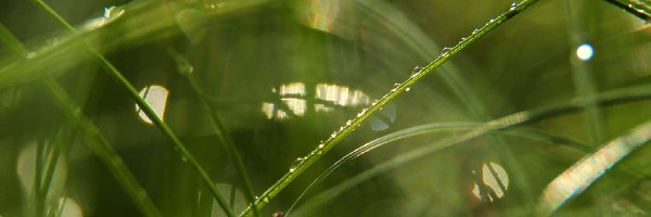 Krople, Bokeh, Makro, Trawa
