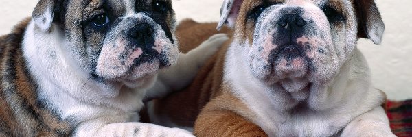 Buldogi, Dwa