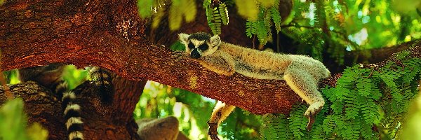 Drzewo, Ogon, Zieleń, Lemur