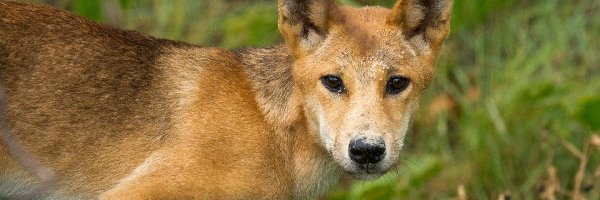 Pies, Trawa, Dingo, Dziki