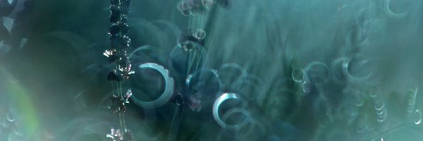 Bokeh, Wieczór, Rośliny