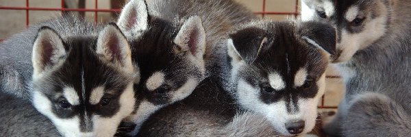 Siberian Husky, Szczeniaki