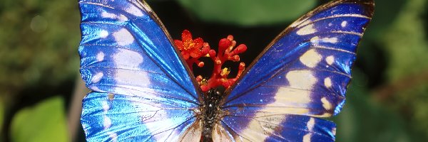 niebieski, Motyl