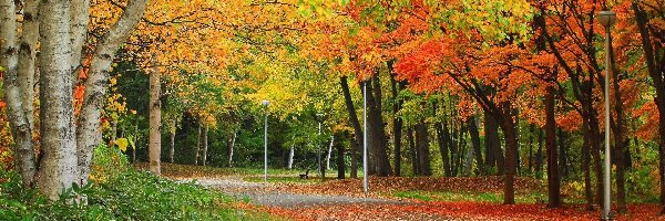 Droga, Park, Jesień