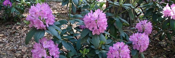 Park, Rododendron, Kwitnący, Wiosna