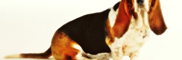 Basset