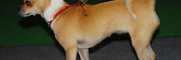 Chihuahua