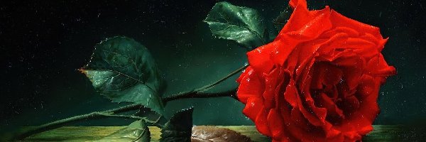 Rosa, Róża, Czerwona