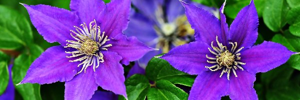 Powojnik, Kwiaty, Fioletowe