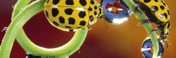 Łodyga, Owady, Żółte