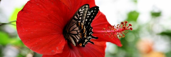 Motyl, Hibiskus