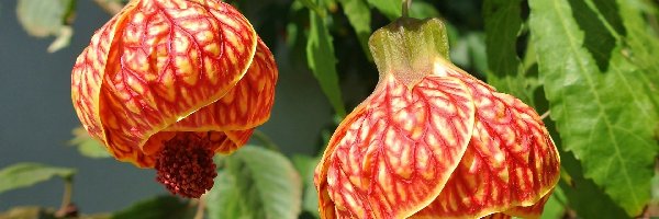 Abutilon, Kwiaty, Pomarańczowe, Zaślaz Mieszańcowy